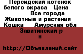 Персидский котенок белого окраса › Цена ­ 35 000 - Все города Животные и растения » Кошки   . Амурская обл.,Завитинский р-н